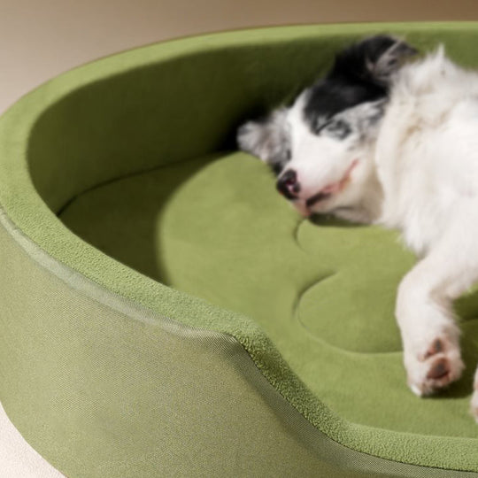 Panier orthopédique chien forme sofa avec coussin intégré